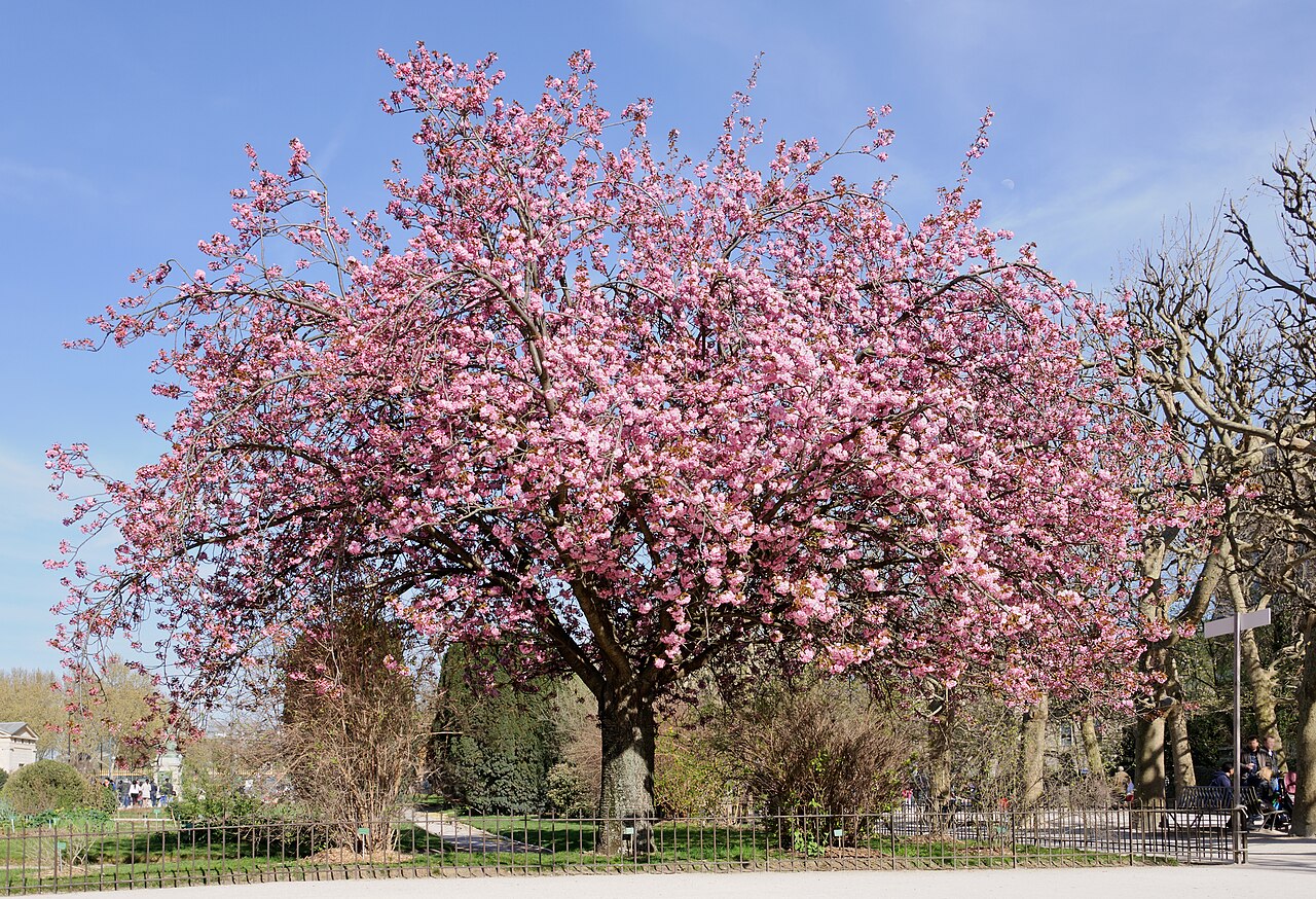 Prunus 'Kanzan' (Kwanzan flowering cherry)