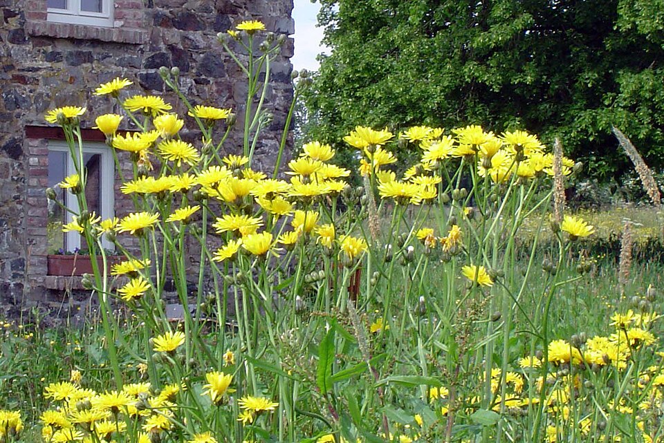 Crepis vesicaria (Beaked Hawksbeard)