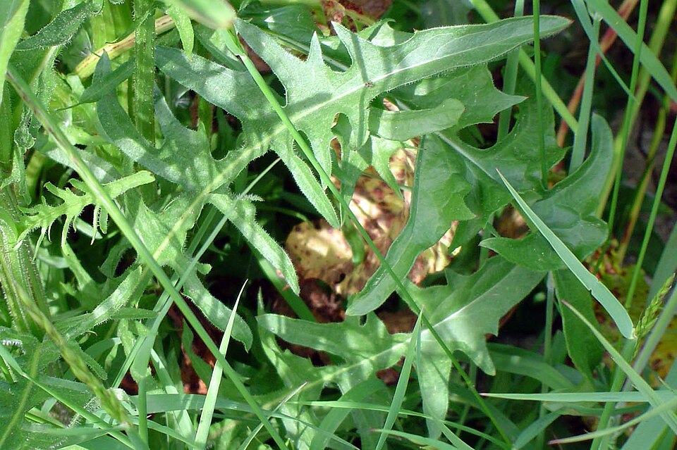 Crepis vesicaria (Beaked Hawksbeard)