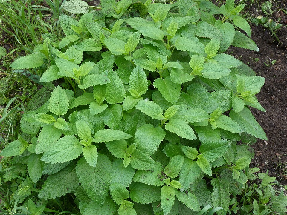 Melissa officinalis (Lemon Balm) (alternate view 9)