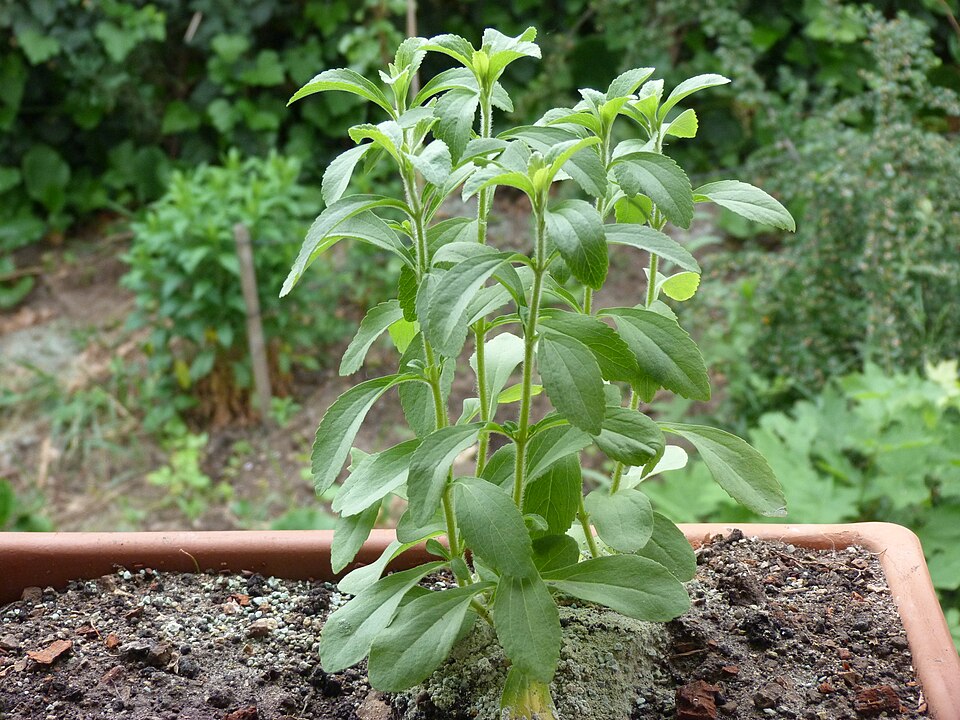 Stevia rebaudiana (Stevia) (alternate view 10)