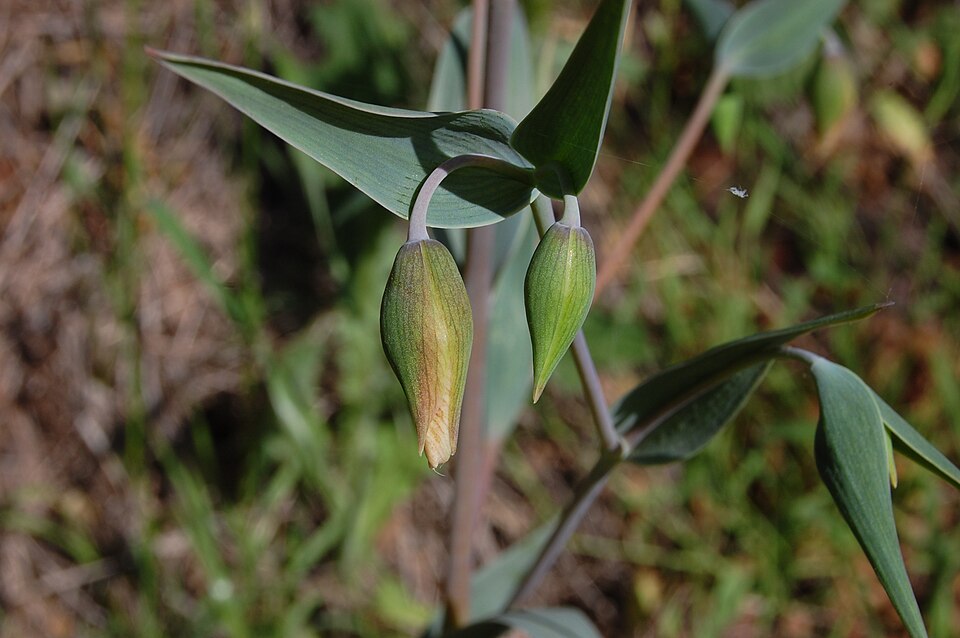 Calochortus albus (White Globe Lily) (alternate view 8)