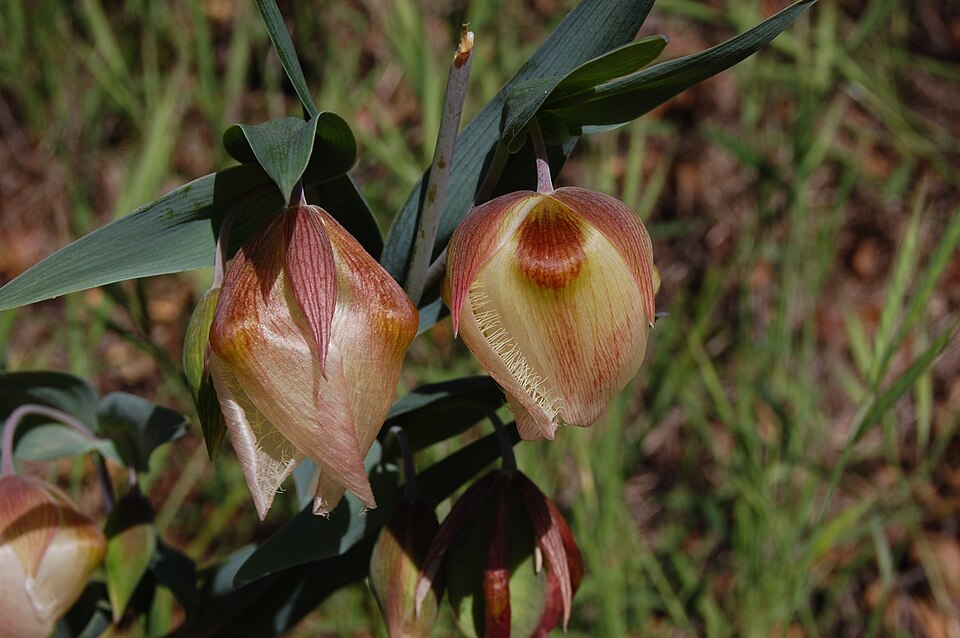 Calochortus albus (White Globe Lily) (alternate view 9)