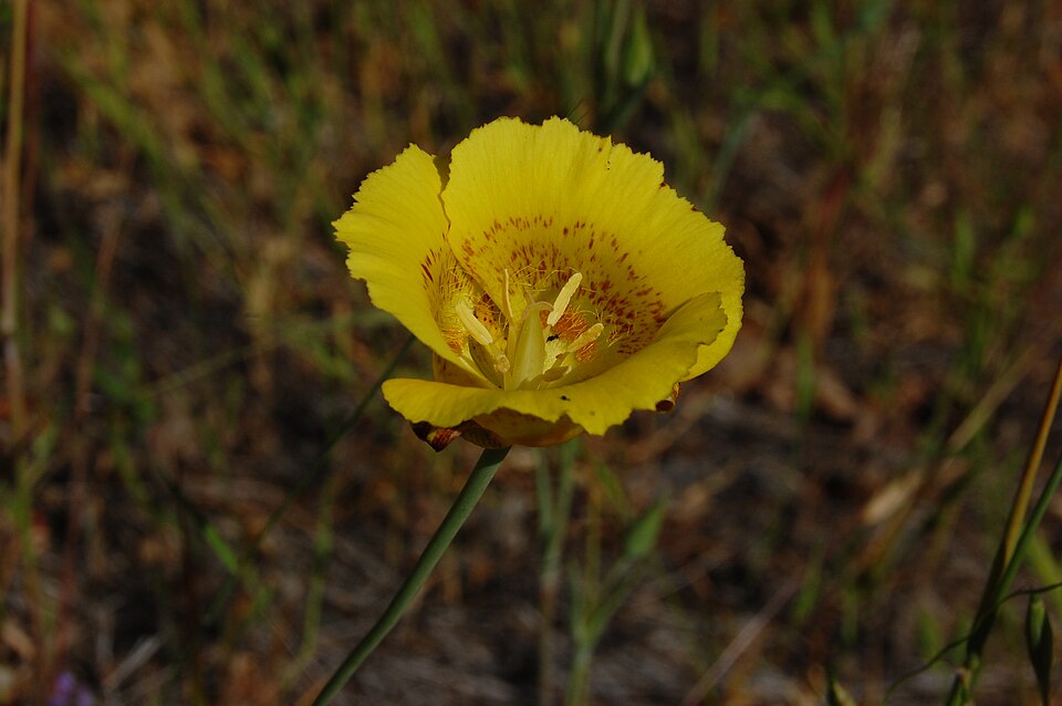 Calochortus luteus (Yellow Mariposa Lily) (alternate view 3)