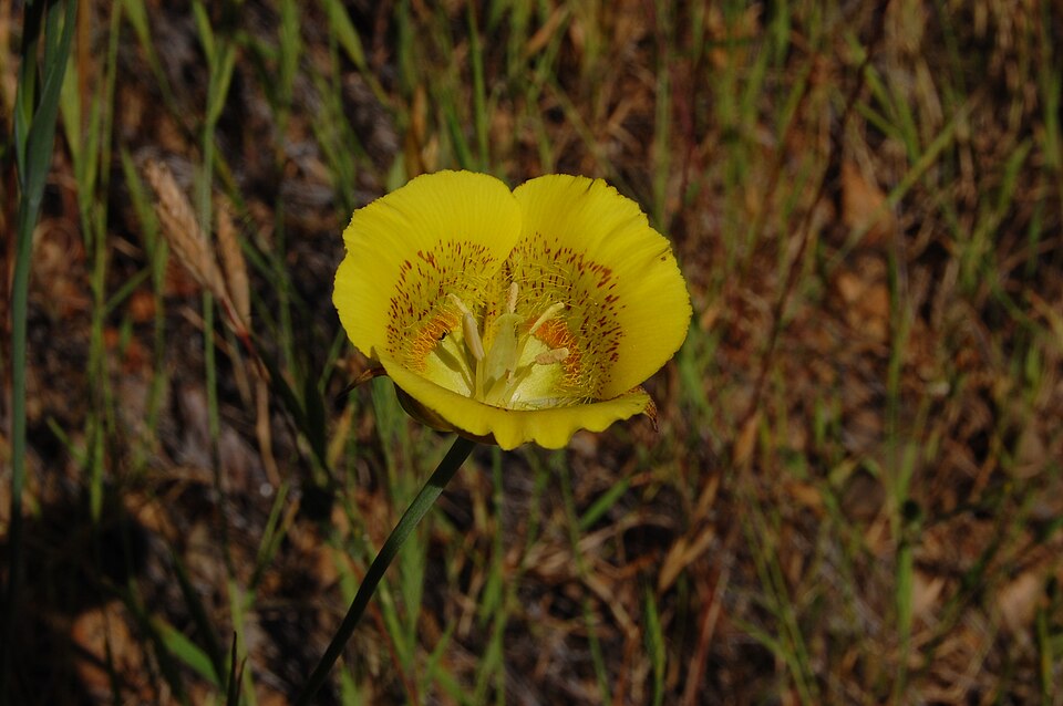 Calochortus luteus (Yellow Mariposa Lily) (alternate view 4)