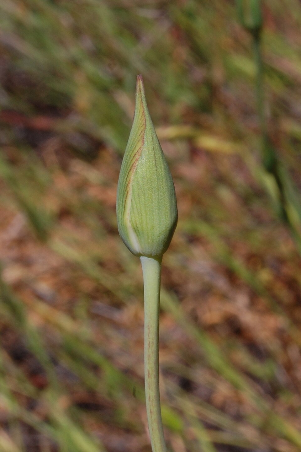Calochortus luteus (Yellow Mariposa Lily) (alternate view 5)