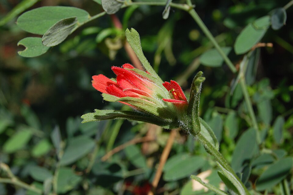 Castilleja affinis (Coast Paintbrush) (alternate view 9)