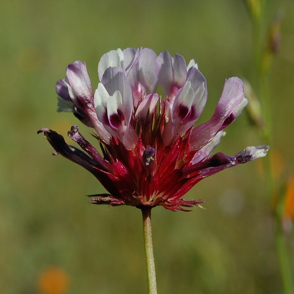 Trifolium willdenovii (tomcat clover) (alternate view 7)