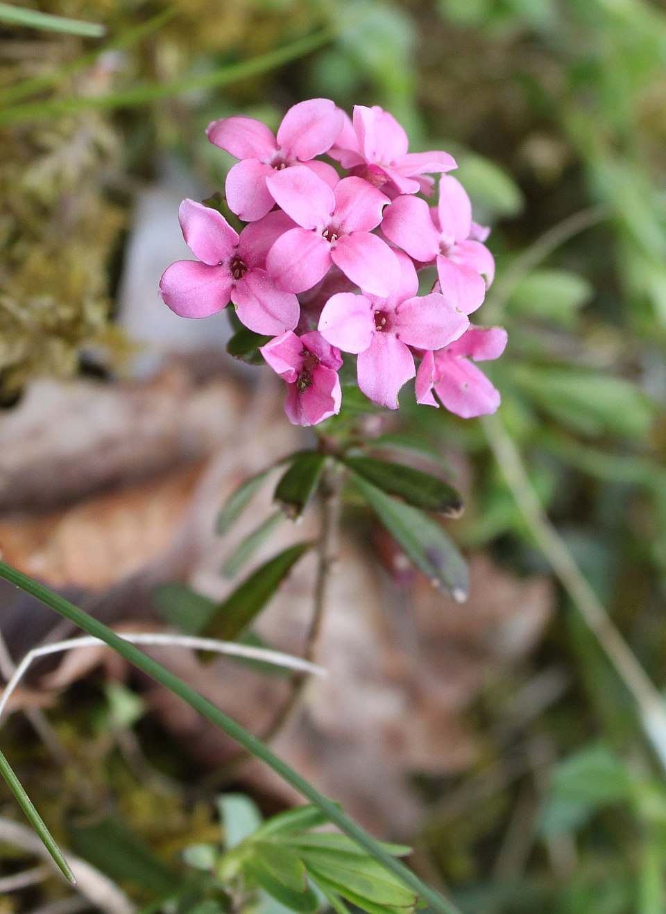 Daphne cneorum (Rose Daphne) (alternate view 6)