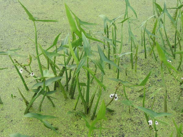 Sagittaria sagittifolia (Arrowhead)