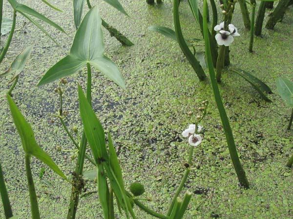 Sagittaria sagittifolia (Arrowhead)