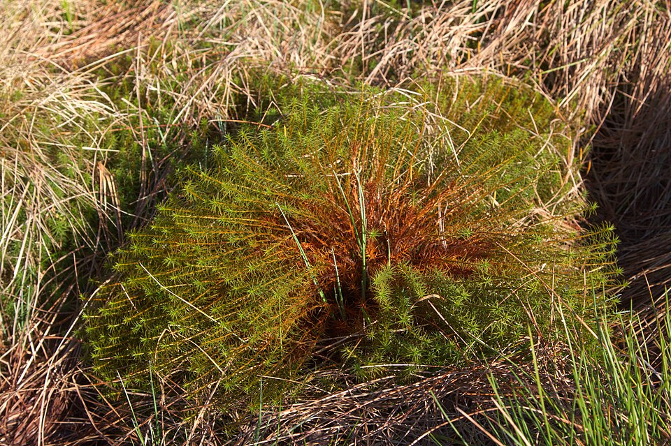 Polytrichum (haircap mosses) (alternate view 4)