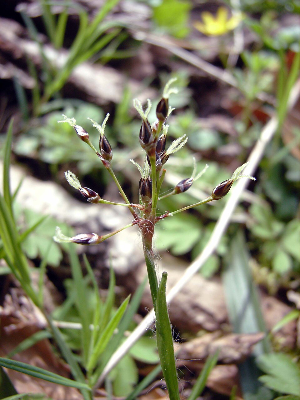 Luzula pilosa (Hairy Woodrush) (alternate view 6)