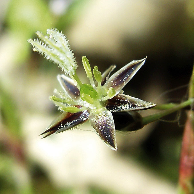 Luzula pilosa (Hairy Woodrush) (alternate view 7)