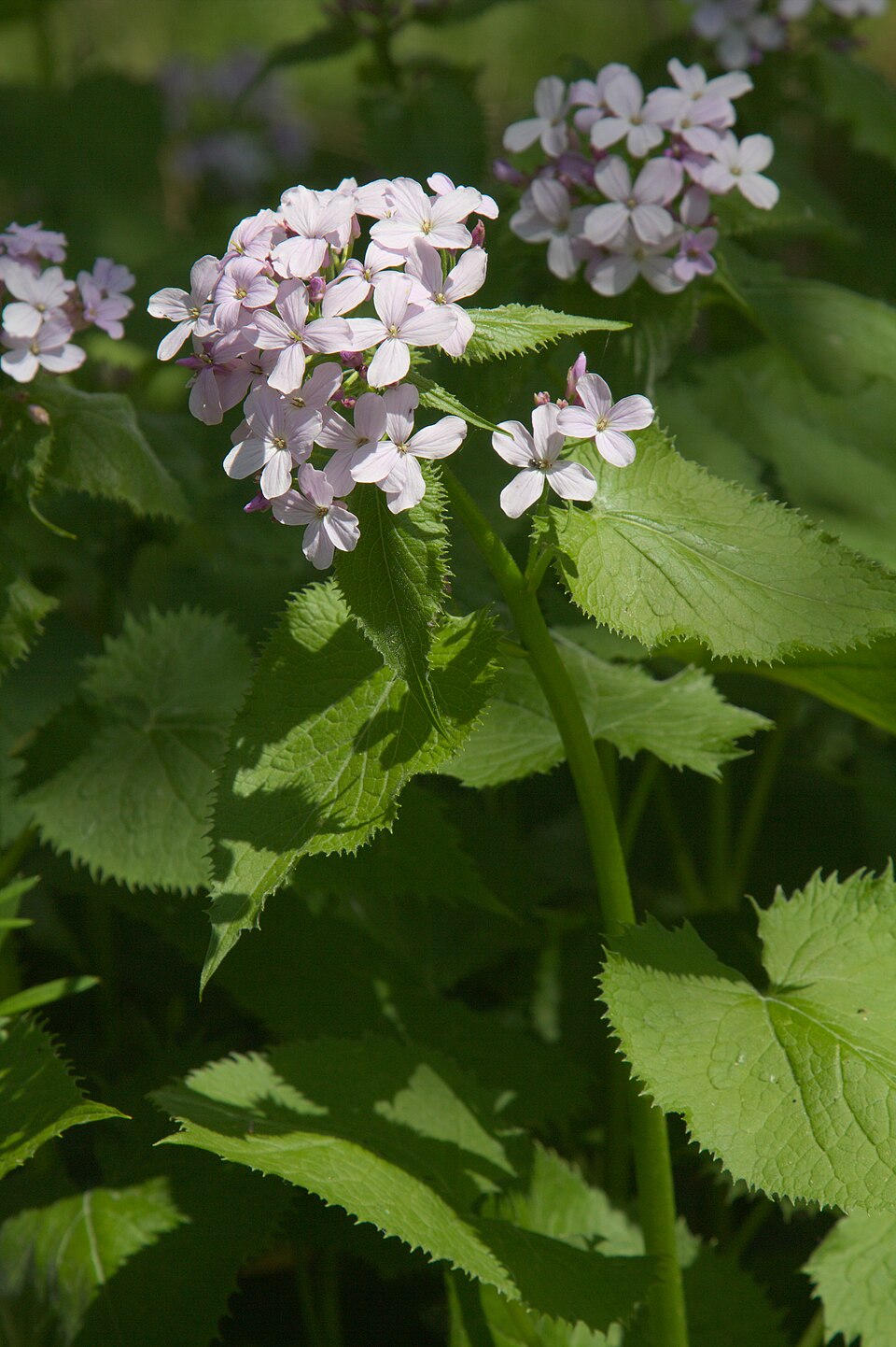 Lunaria rediviva (alternate view 9)