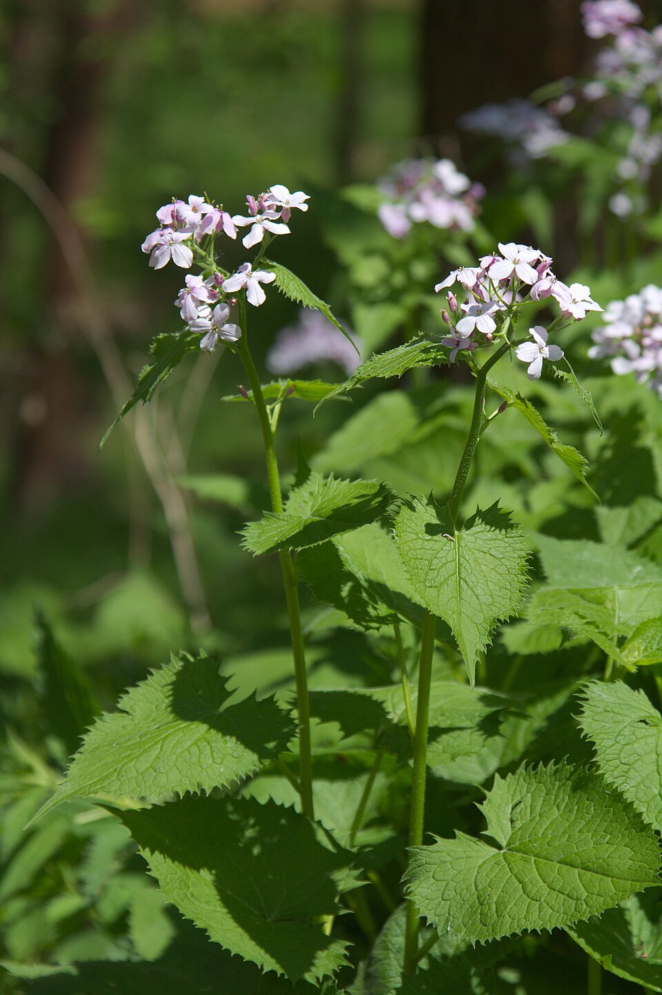 Lunaria rediviva (alternate view 10)