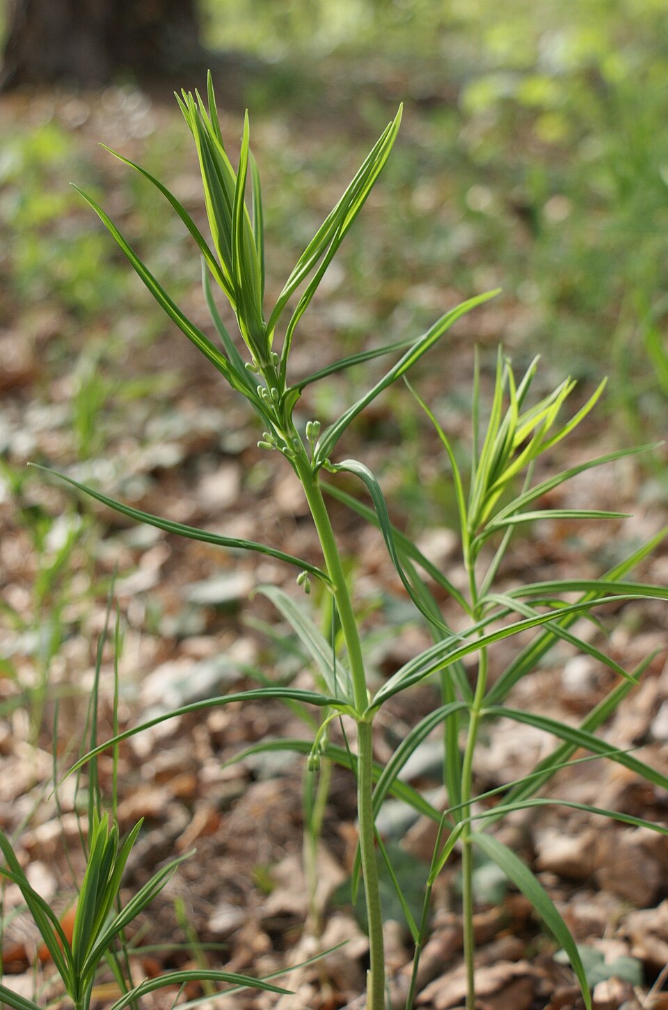 Polygonatum verticillatum (alternate view 11)