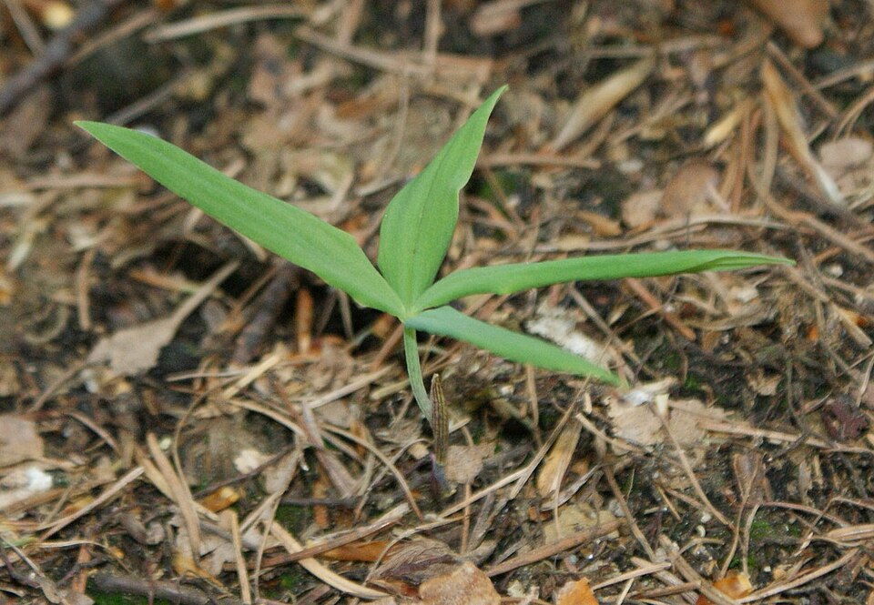 Polygonatum verticillatum (alternate view 12)