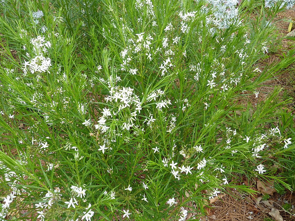 Amsonia ciliata (Fringed Bluestar) (alternate view 6)