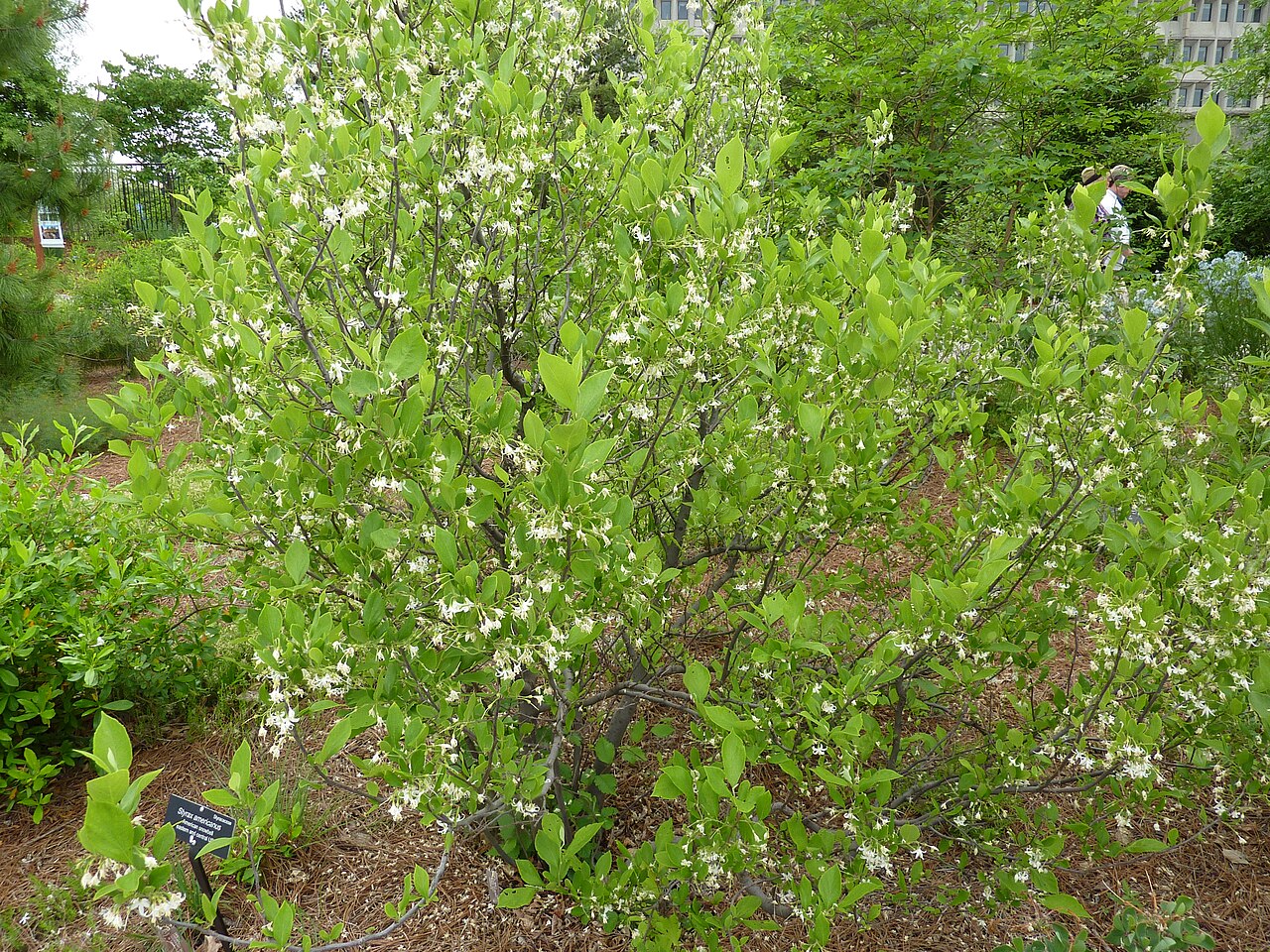 Styrax spp., snowbell — upright (Styracaceae) (image 3 of 3)