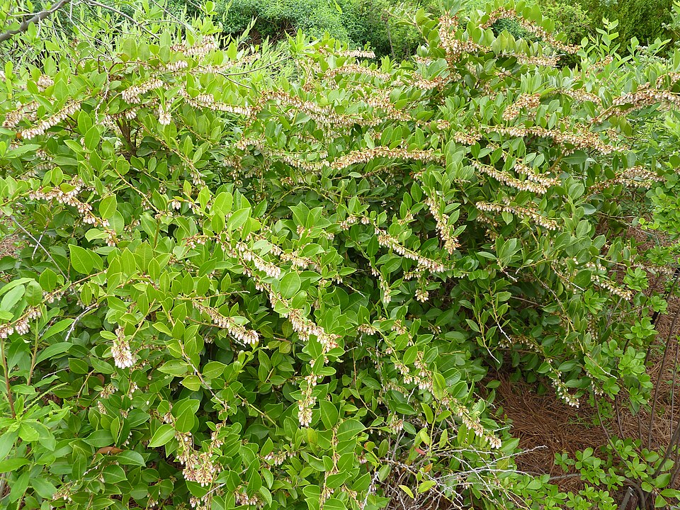 Lyonia lucida (fetterbush lyonia) (alternate view 7)
