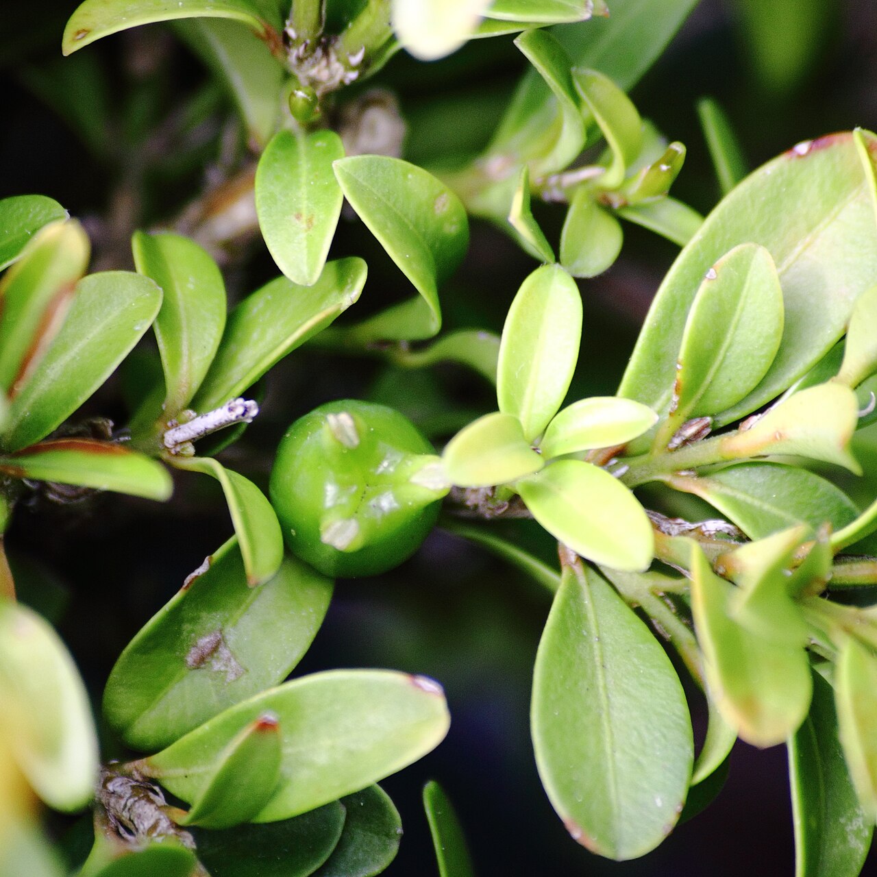 Buxus microphylla, Japanese box — mounding evergreen (Buxaceae) (image 4 of 7)