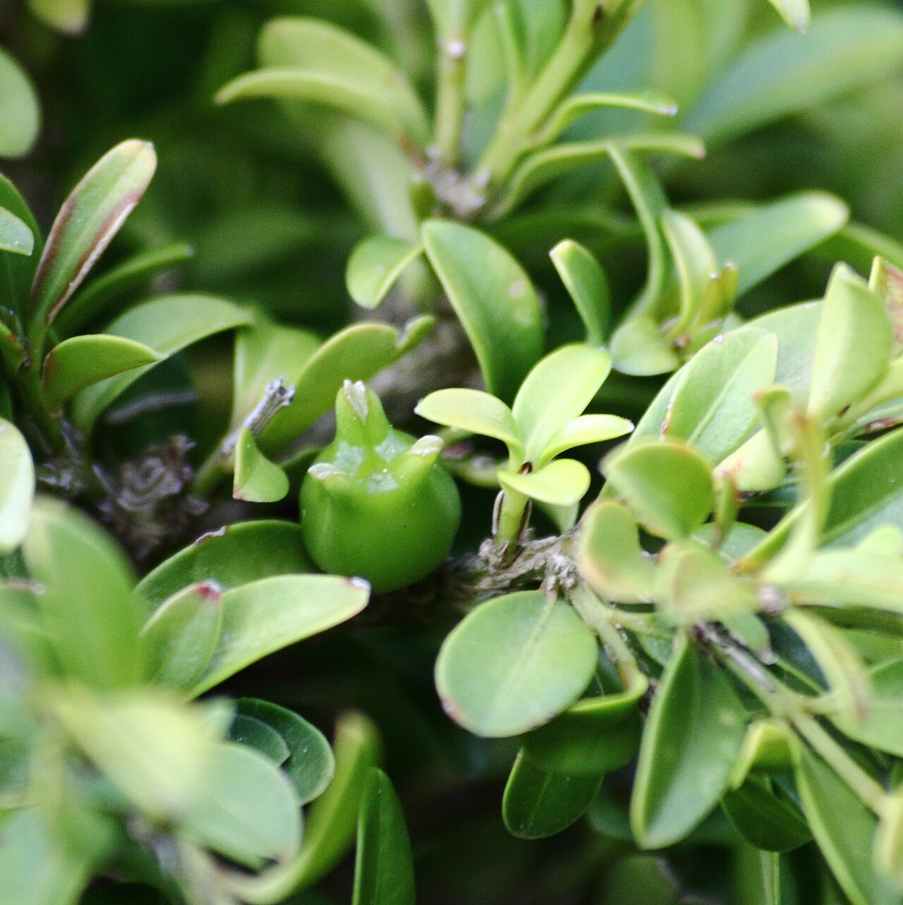 Buxus microphylla, Japanese box — mounding evergreen (Buxaceae) (image 5 of 7)
