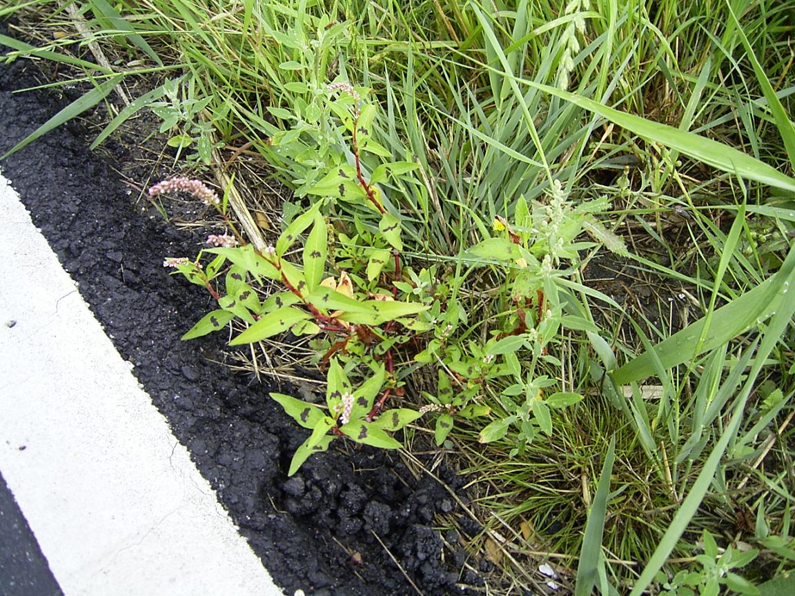 Persicaria maculosa (lady's thumb)