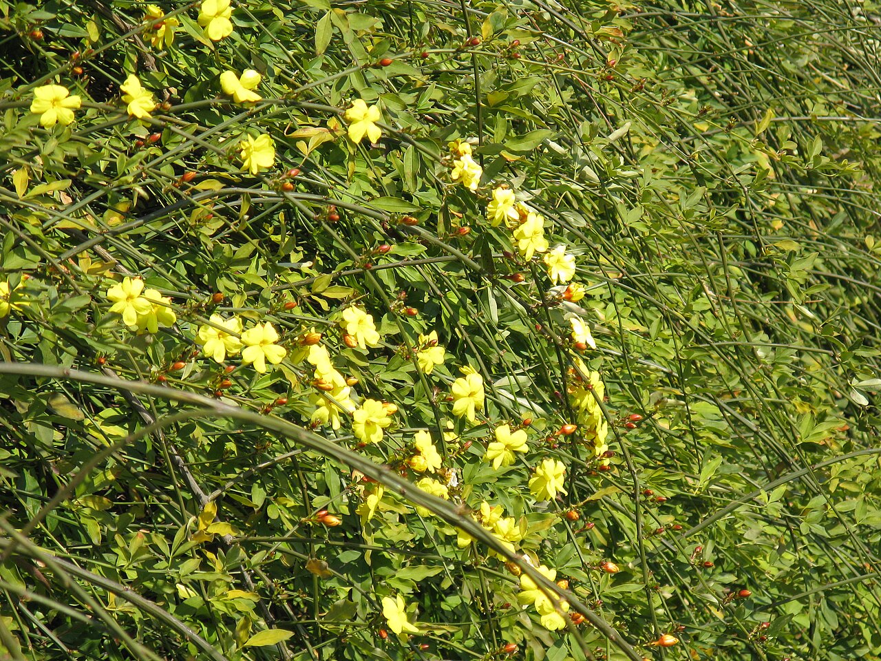 Jasminum mesnyi, Primrose jasmine — spreading evergreen (Oleaceae) (image 1 of 10)