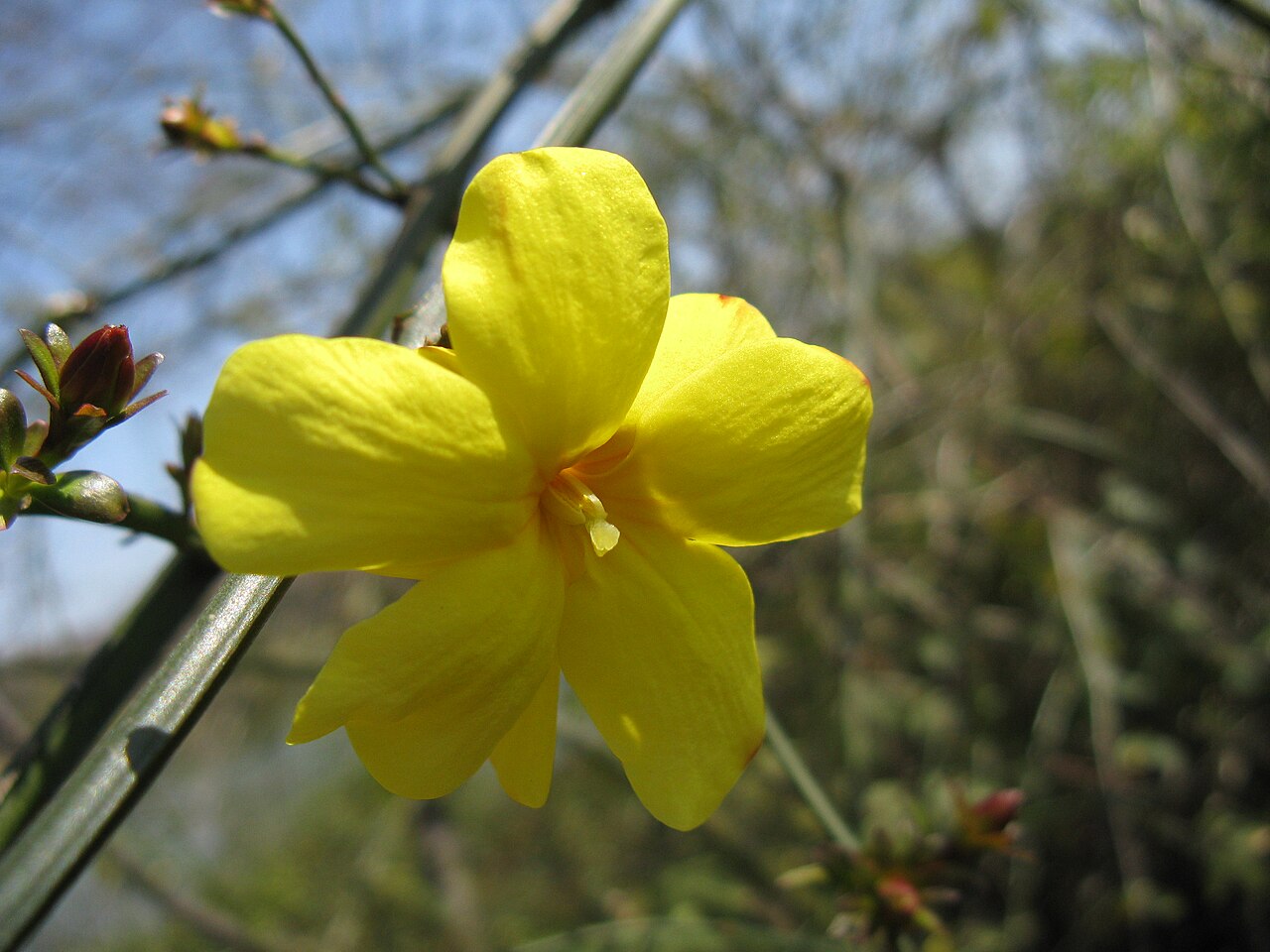 Jasminum mesnyi, Primrose jasmine — spreading evergreen (Oleaceae) (image 2 of 10)