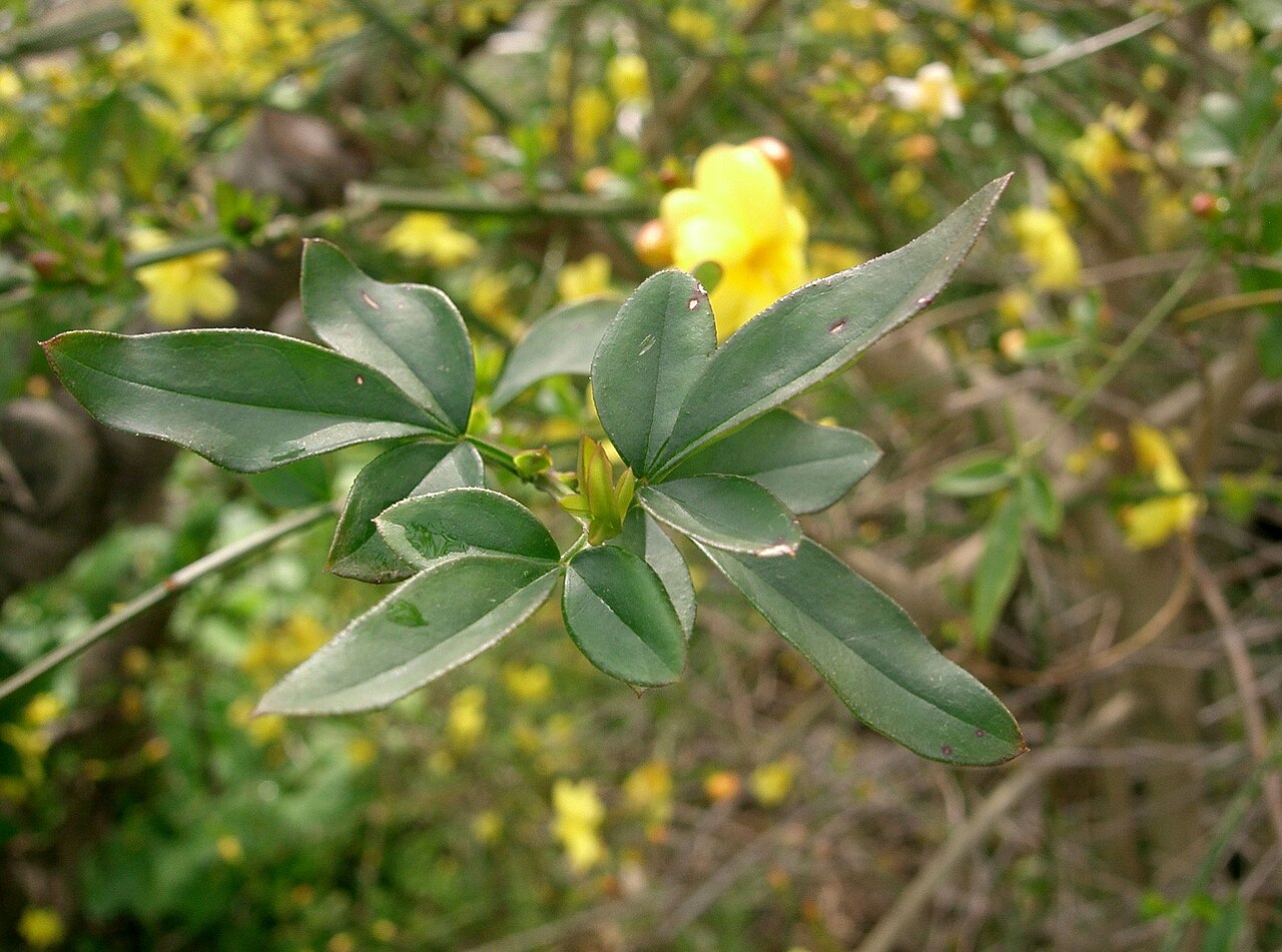 Jasminum mesnyi, Primrose jasmine — spreading evergreen (Oleaceae) (image 3 of 10)