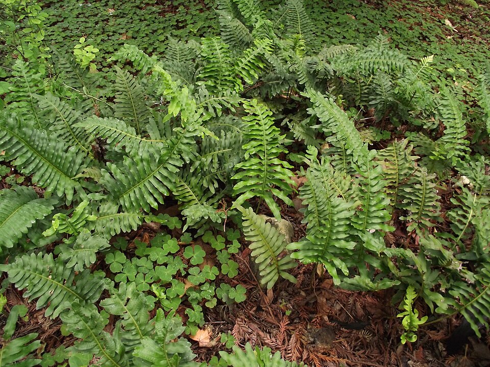 Polypodium scouleri (Scouler's Polypody) (alternate view 8)