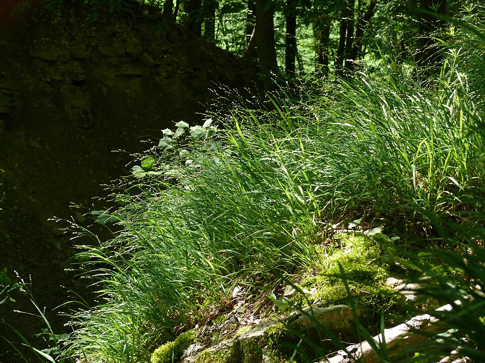 Melica uniflora (Wood Melick)