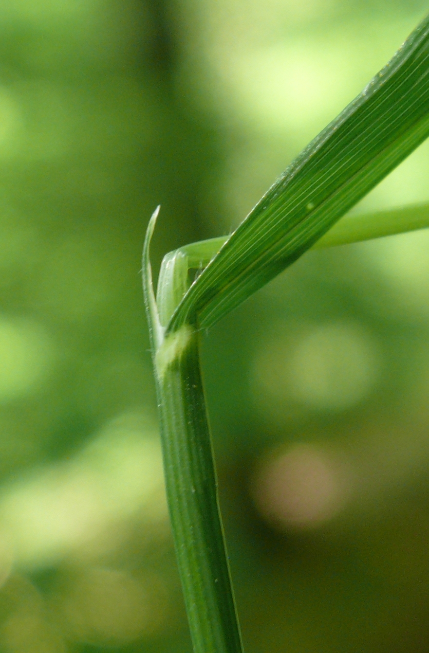 Melica uniflora (Wood Melick)