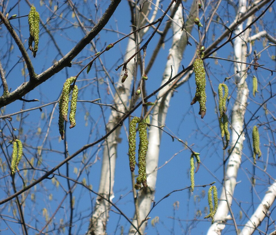 Betula utilis ssp. jacquemontii (Himalayan white birch) (alternate view 7)
