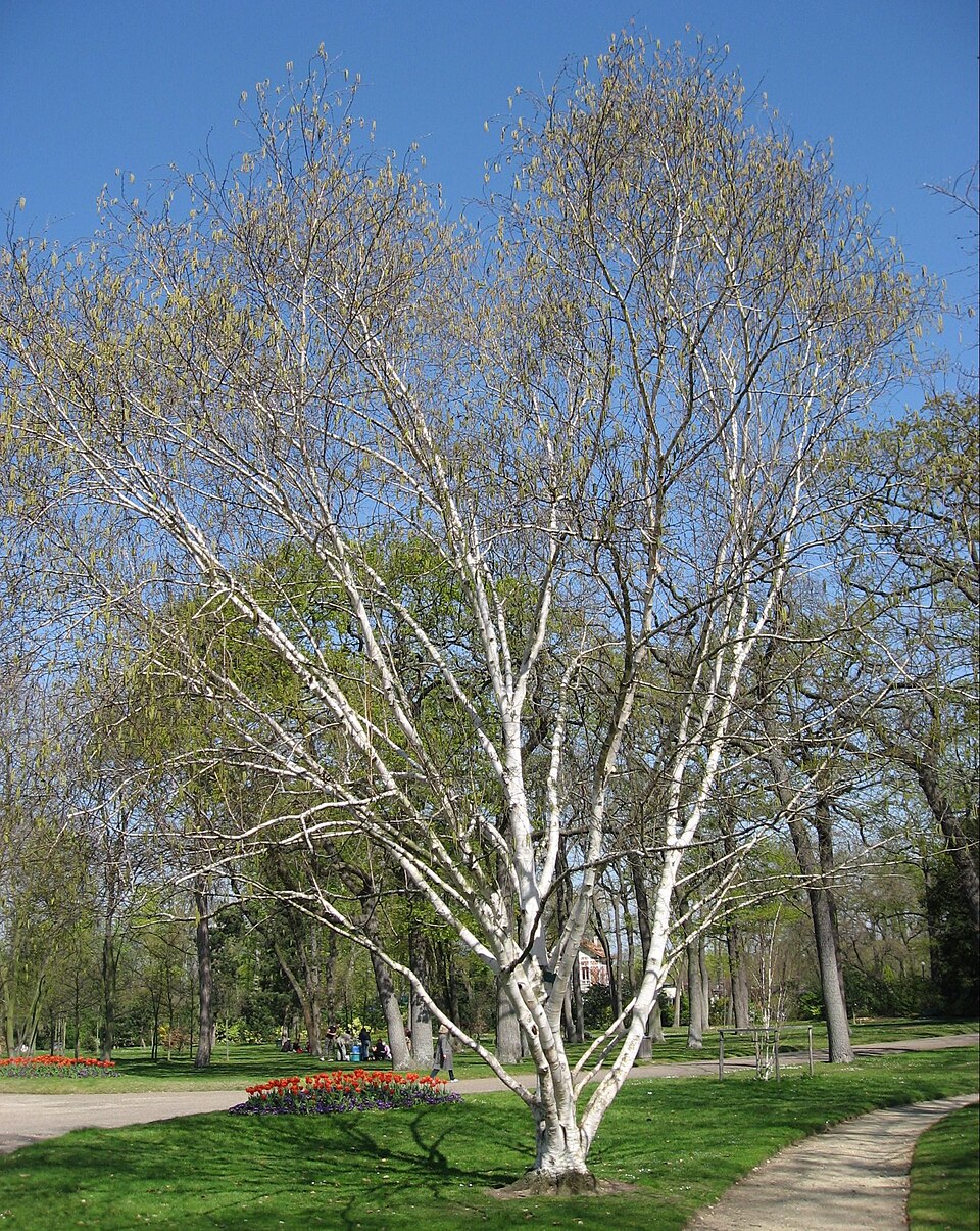 Betula utilis ssp. jacquemontii (Himalayan white birch) (alternate view 8)