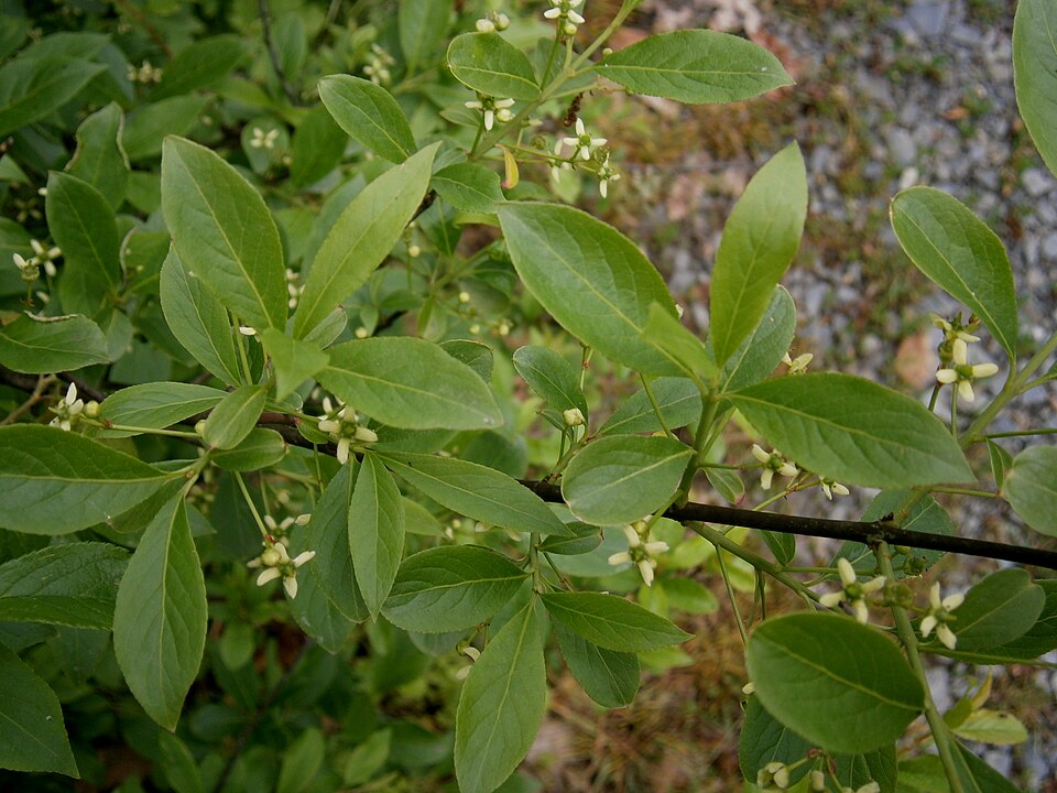 Euonymus europaeus (Spindle)