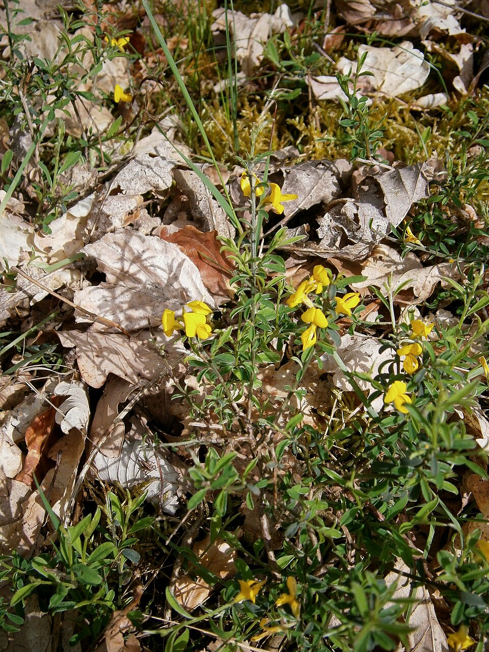 Genista pilosa (silkyleaf woadwaxen) (alternate view 7)