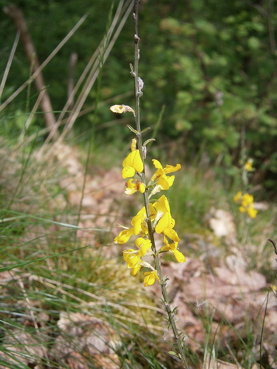 Genista pilosa (silkyleaf woadwaxen) (alternate view 8)