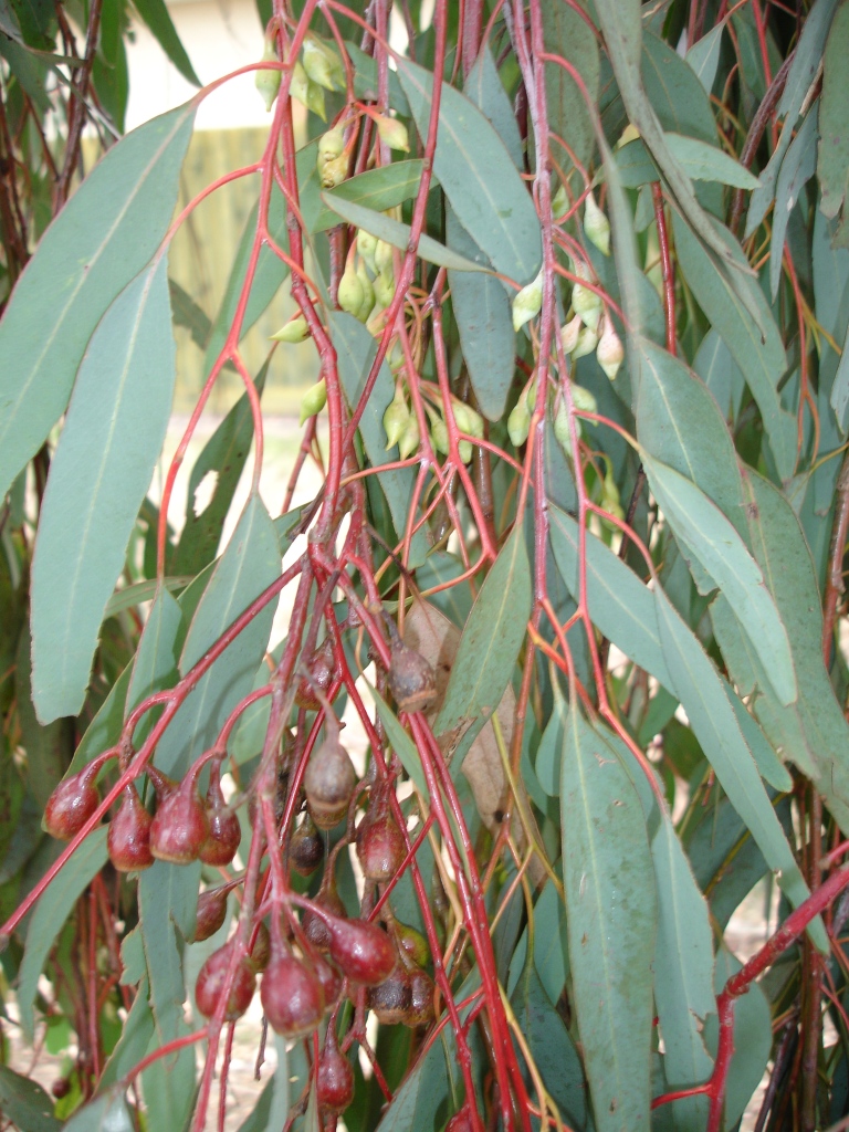Eucalyptus sideroxylon (Red Ironbark) (alternate view 2)