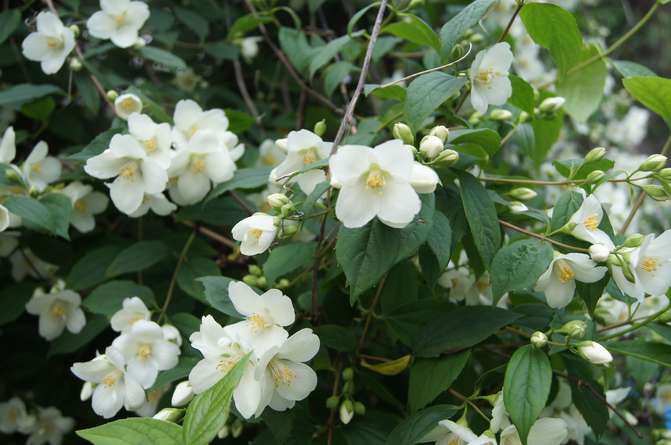 Philadelphus coronarius, Mock orange — upright deciduous (Hydrangeaceae) (image 5 of 9)