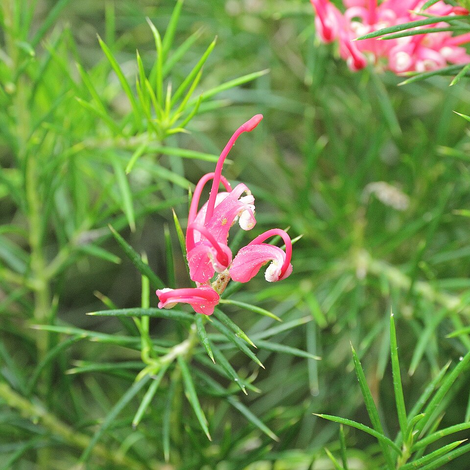 Grevillea juniperina (alternate view 7)