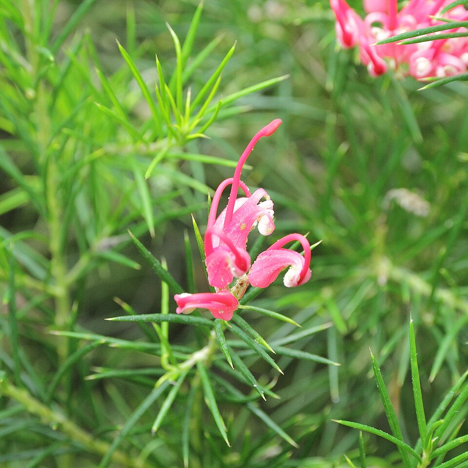 Grevillea juniperina (alternate view 8)
