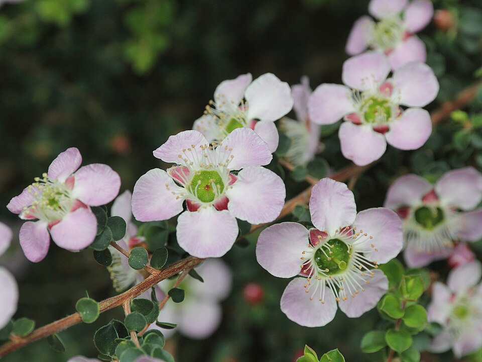 Leptospermum squarrosum (Peach-flowered Tea Tree) (alternate view 8)
