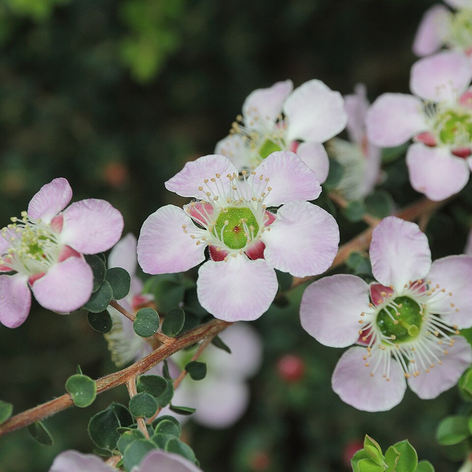 Leptospermum squarrosum (Peach-flowered Tea Tree) (alternate view 9)