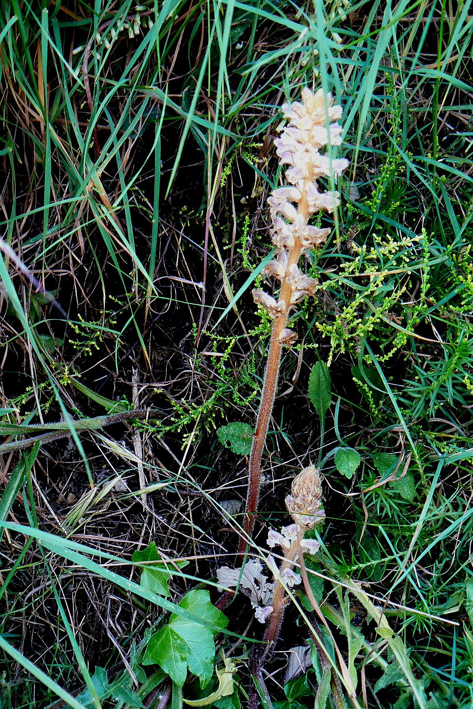 Orobanche hederae (ivy broomrape)