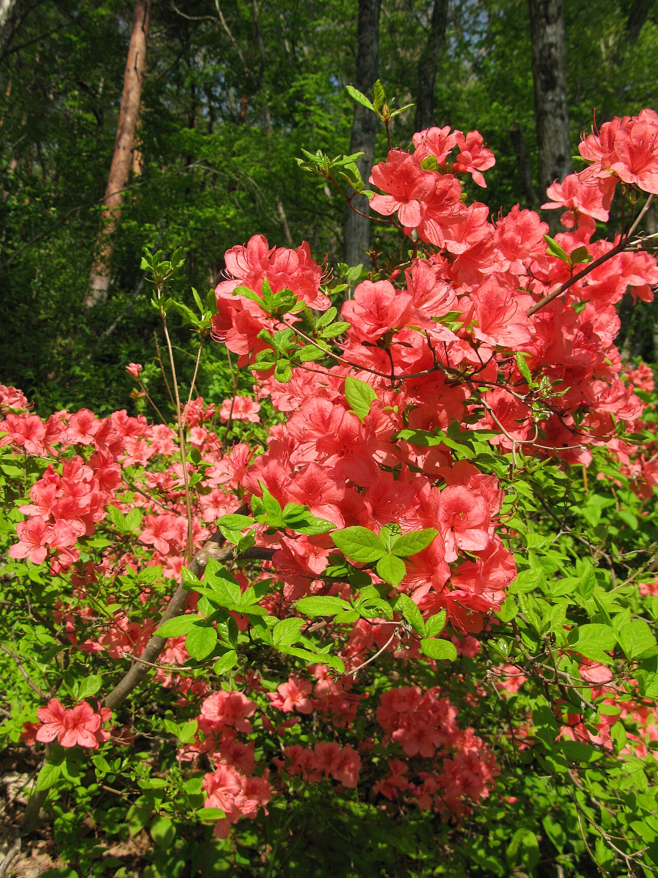 Rhododendron kaempferi, Kaempfer azalea — upright semi-evergreen (Ericaceae) (image 4 of 10)
