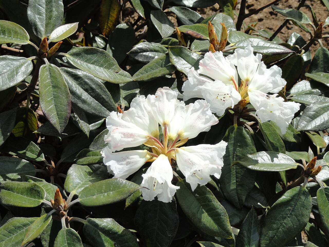 Rhododendron bureavii (Bureau's Rhododendron)