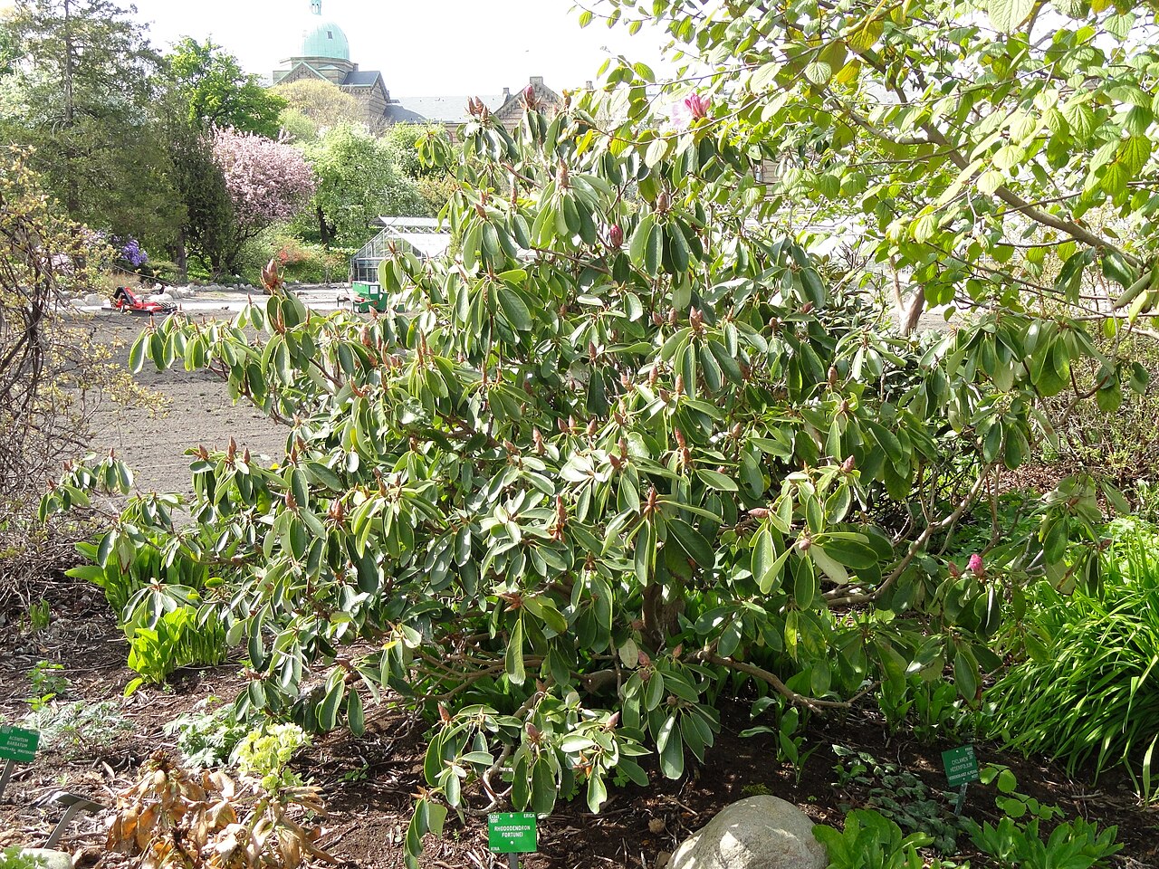Rhododendron fortunei, Fortune's rhododendron — upright evergreen (Ericaceae) (image 6 of 10)