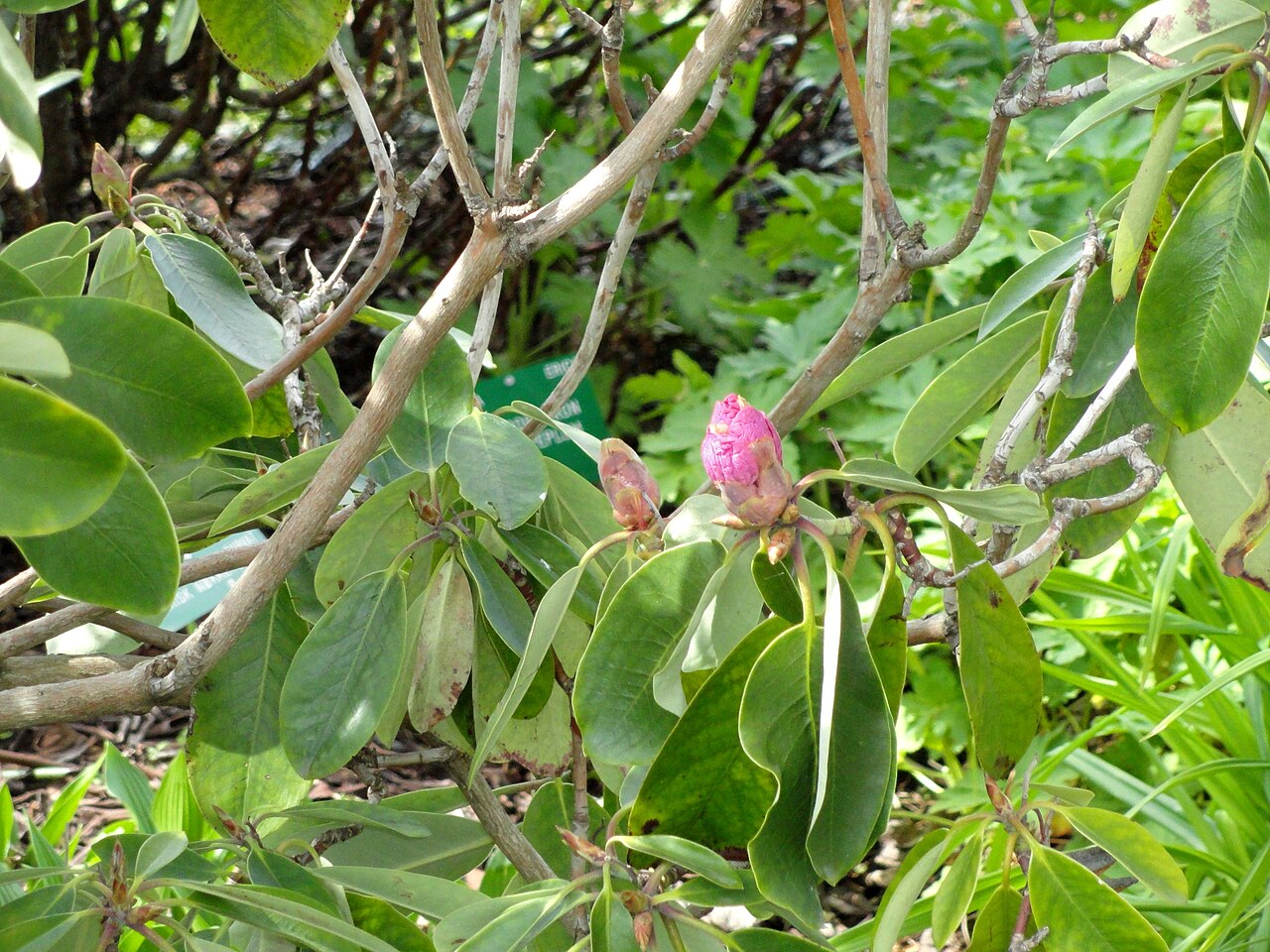 Rhododendron fortunei, Fortune's rhododendron — upright evergreen (Ericaceae) (image 7 of 10)